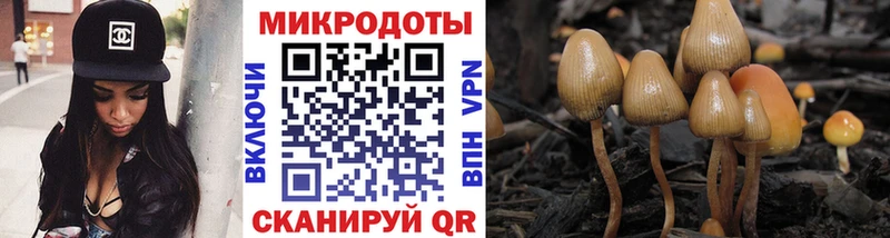 Псилоцибиновые грибы Psilocybe  Чаплыгин 